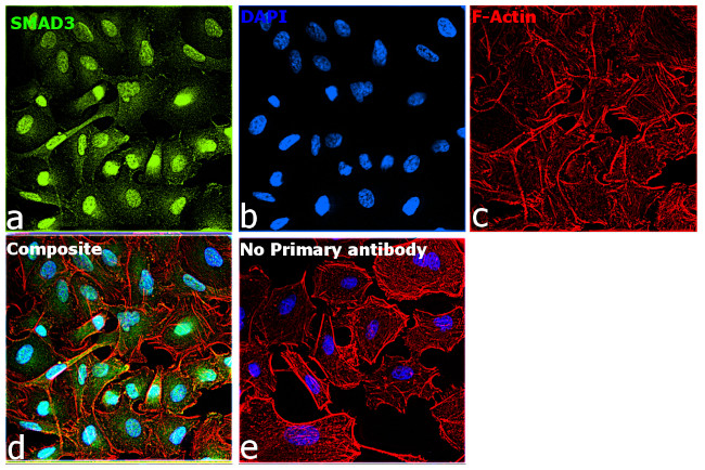 SMAD3 Antibody in Immunocytochemistry (ICC/IF)