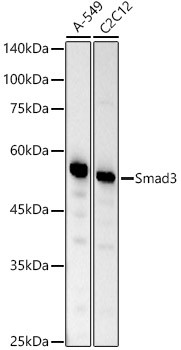 SMAD3 Antibody in Western Blot (WB)