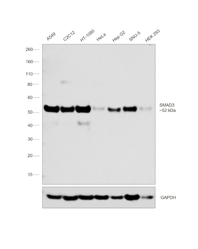 SMAD3 Antibody in Western Blot (WB)