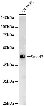 SMAD3 Antibody in Western Blot (WB)