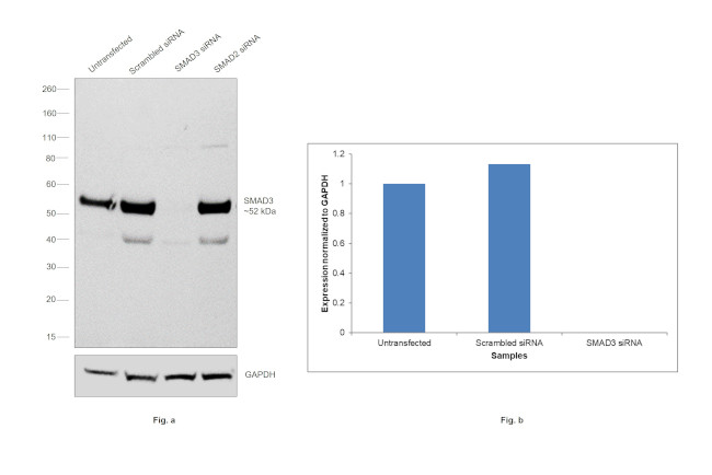 SMAD3 Antibody in Western Blot (WB)