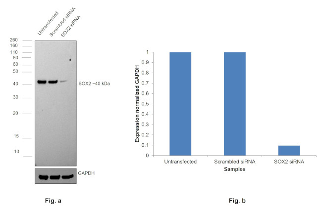 SOX2 Antibody