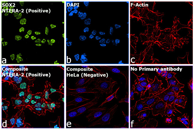 SOX2 Antibody