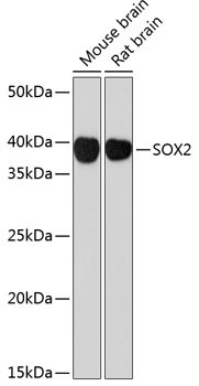 SOX2 Antibody in Western Blot (WB)