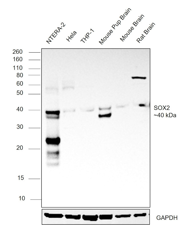 SOX2 Antibody in Western Blot (WB)