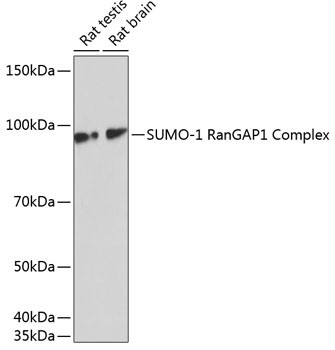 SUMO1 Antibody in Western Blot (WB)