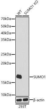 SUMO1 Antibody in Western Blot (WB)