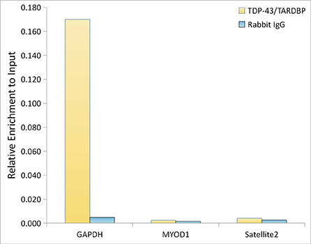 TDP-43 Antibody in ChIP Assay (ChIP)