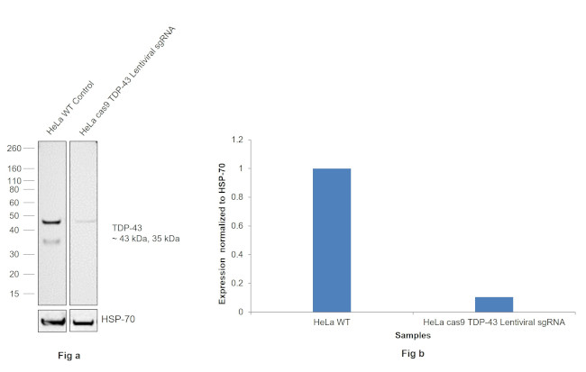 TDP-43 Antibody in Western Blot (WB)