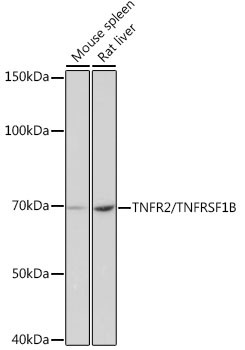 TNFR2 Antibody in Western Blot (WB)