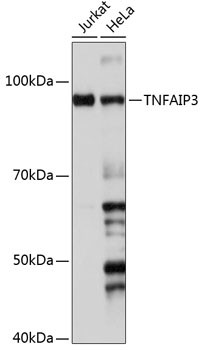 TNFAIP3 Antibody in Western Blot (WB)