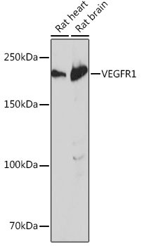 VEGF Receptor 1 Antibody in Western Blot (WB)