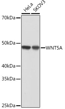 WNT5A Antibody in Western Blot (WB)