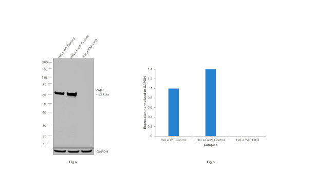 YAP1 Antibody