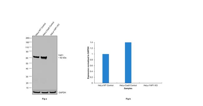 YAP1 Antibody in Western Blot (WB)