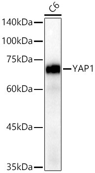 YAP1 Antibody in Western Blot (WB)