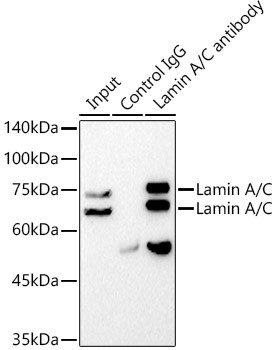 Lamin A/C Antibody in Immunoprecipitation (IP)