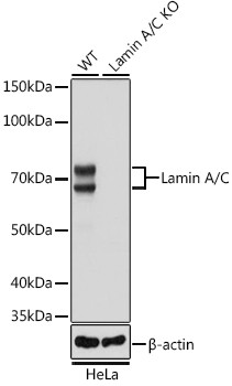 Lamin A/C Antibody in Western Blot (WB)
