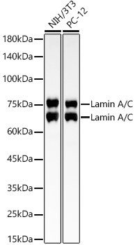 Lamin A/C Antibody in Western Blot (WB)