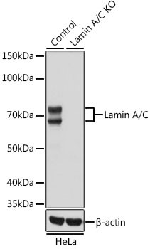 Lamin A/C Antibody