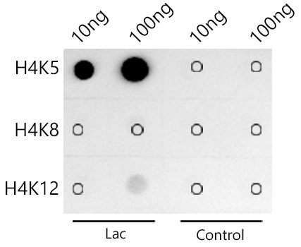 H4K5ac Antibody in Dot Blot (DB)