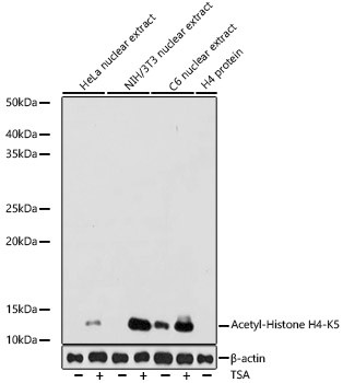 H4K5ac Antibody in Western Blot (WB)