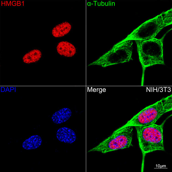 HMGB1 Antibody in Immunocytochemistry (ICC/IF)