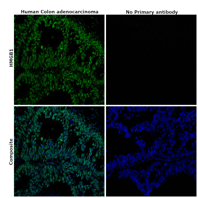 HMGB1 Antibody in Immunohistochemistry (Paraffin) (IHC (P))