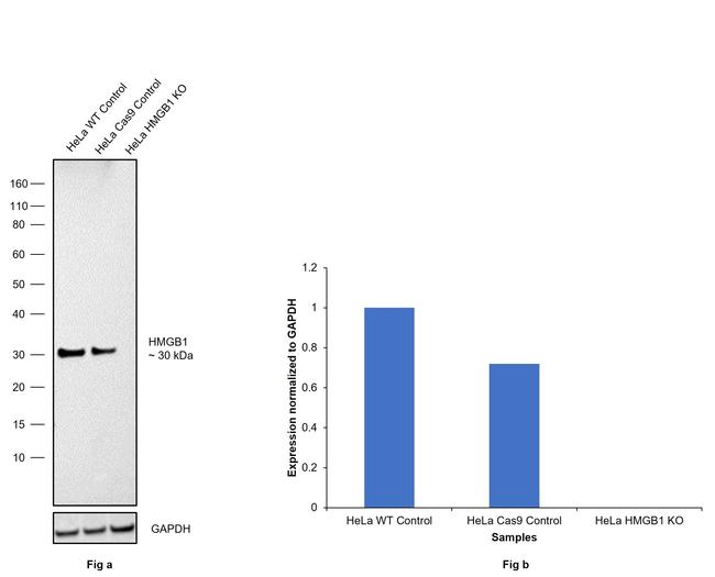 HMGB1 Antibody in Western Blot (WB)