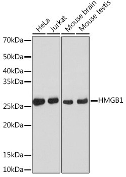 HMGB1 Antibody in Western Blot (WB)