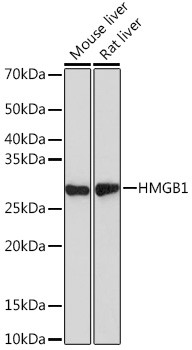 HMGB1 Antibody in Western Blot (WB)