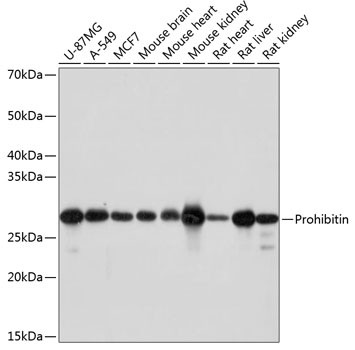 Prohibitin Antibody in Western Blot (WB)