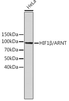 HIF-1 beta Antibody in Western Blot (WB)