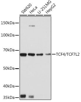 TCF7L2 Antibody in Western Blot (WB)