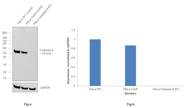 Caspase 8 Antibody