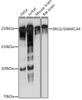BRG1 Antibody in Western Blot (WB)