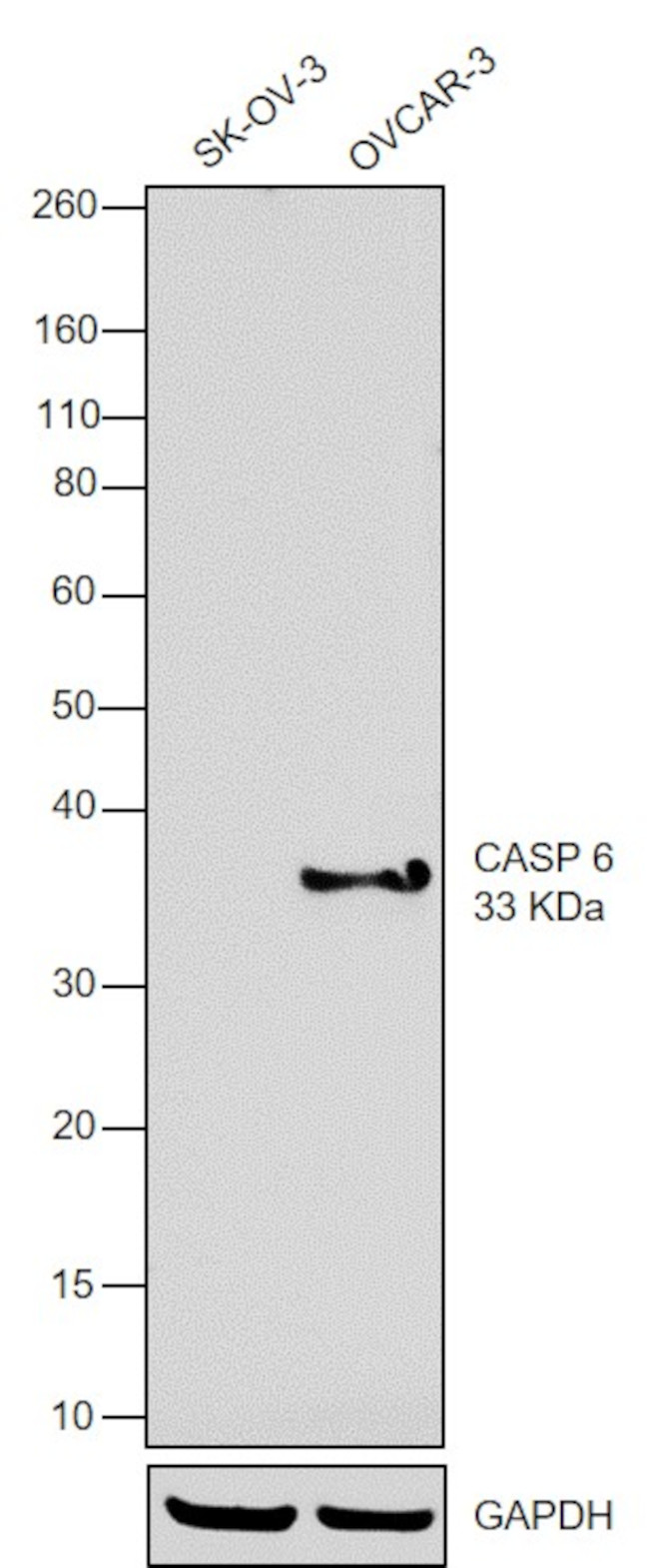 Caspase 6 Antibody