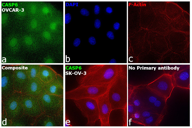 Caspase 6 Antibody