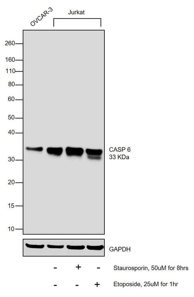 Caspase 6 Antibody in Western Blot (WB)