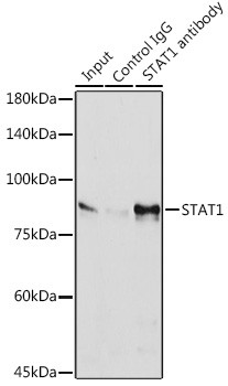 STAT1 Antibody in Immunoprecipitation (IP)