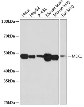 MEK1 Antibody in Western Blot (WB)