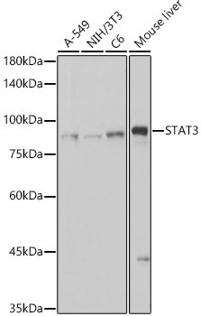 STAT3 Antibody in Western Blot (WB)