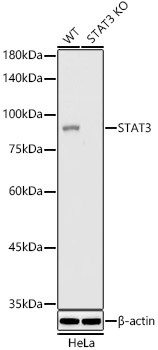 STAT3 Antibody in Western Blot (WB)