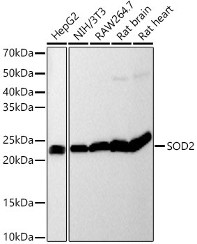 SOD2 Antibody in Western Blot (WB)