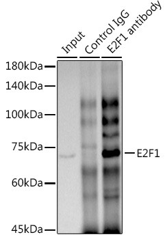 E2F1 Antibody in Immunoprecipitation (IP)