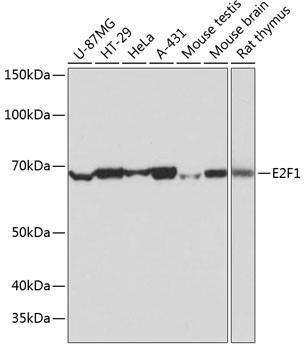 E2F1 Antibody in Western Blot (WB)