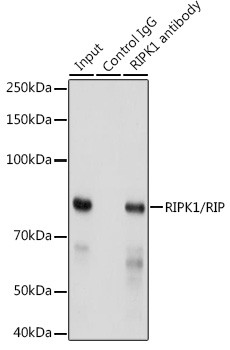 RIP1 Antibody in Immunoprecipitation (IP)