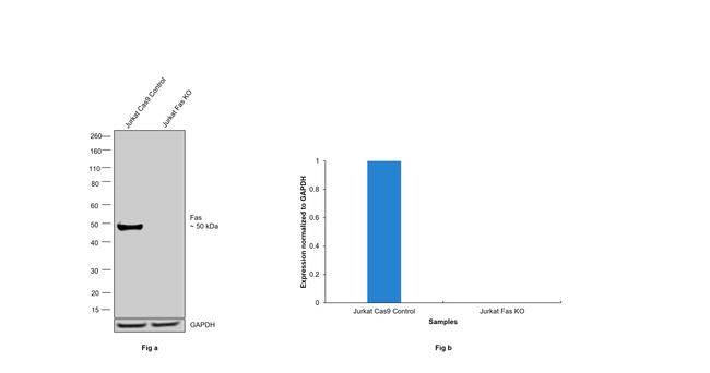 FAS Antibody in Western Blot (WB)