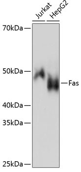 FAS Antibody in Western Blot (WB)