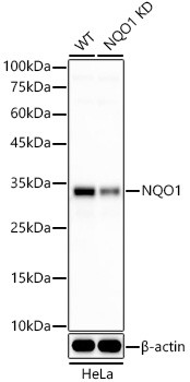 NQO1 Antibody in Western Blot (WB)